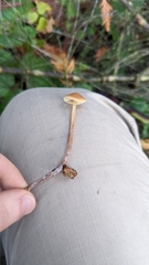 Conocybe