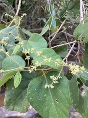 Heliocarpus