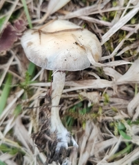 Stropharia caerulea