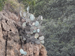 Opuntia robusta