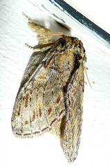 Peridea anceps