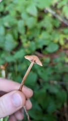 Conocybe