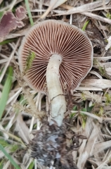 Stropharia caerulea