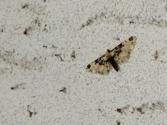 Eupithecia extremata