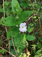 Thunbergia natalensis