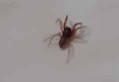 Trachelidae