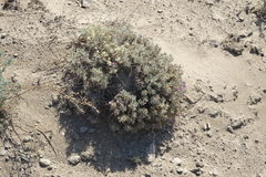 Oxytropis borissoviae