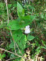 Thunbergia natalensis
