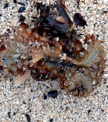 Saccorhiza polyschides