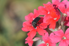 Astylus quadrilineatus
