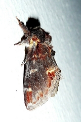 Notodonta dromedarius