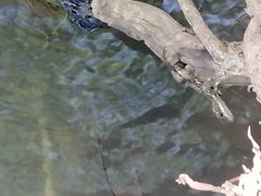 Basiliscus basiliscus