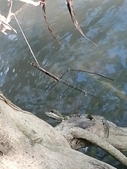 Basiliscus basiliscus