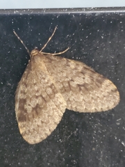 Operophtera