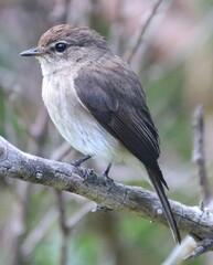 Muscicapa adusta adusta