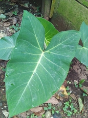 Xanthosoma sagittifolium