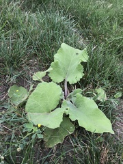 Xanthium orientale