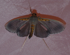 Filodes costivitralis