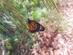 Danaus