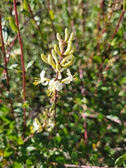 Lonicera subspicata denudata