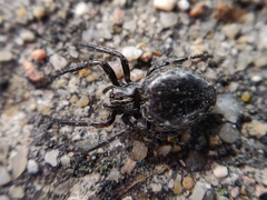 Nuctenea umbratica
