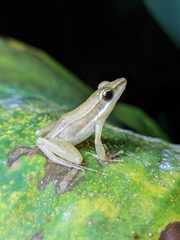 Indosylvirana