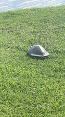 Pseudemys peninsularis