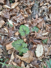 Tiarella