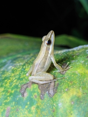 Indosylvirana
