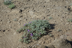 Scutellaria tuvensis