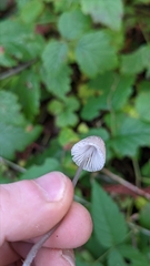 Mycena robusta