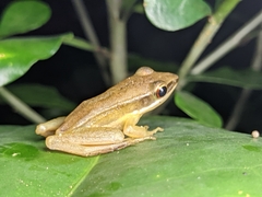Indosylvirana