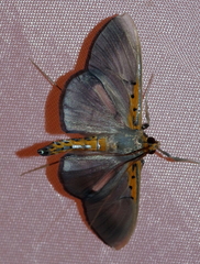 Filodes costivitralis