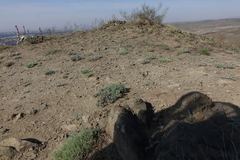 Scutellaria tuvensis