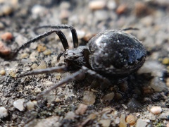 Nuctenea umbratica