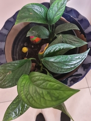 Strobilanthes auriculata