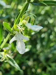 Teucrium bicolor