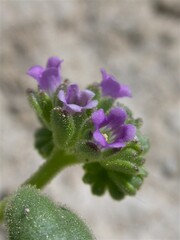 Phacelia parishii