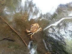 Pseudothelphusa dugesi