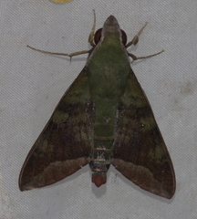 Nephele comma