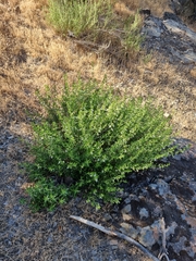 Teucrium bicolor