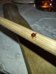Gibbium aequinoctiale