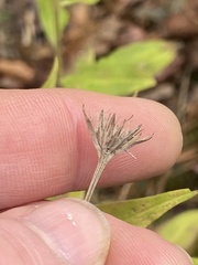 Marshallia trinervia