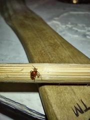Gibbium aequinoctiale