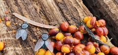 Calliphora vicina