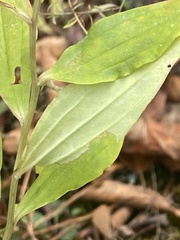 Marshallia trinervia