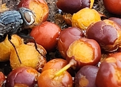 Calliphora vicina