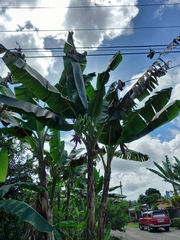 Musa
