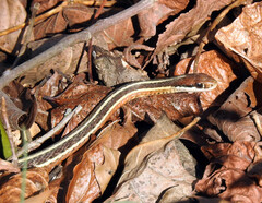 Thamnophis saurita saurita