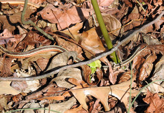 Thamnophis saurita saurita